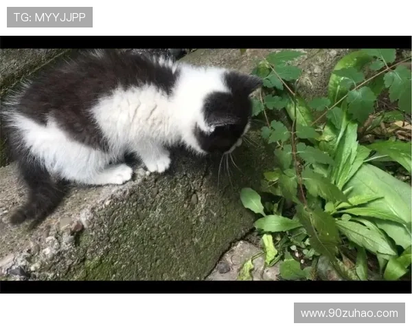 涓夌瑯钖細娆ф垬璧勬牸鏈揪鎴愶紝鑷垜鍓栨瀽鏆撮湶澶氶噸鐭澘